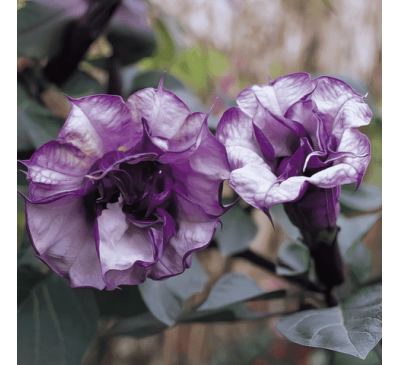 Дурман індійський (15 шт.) / Datura metel